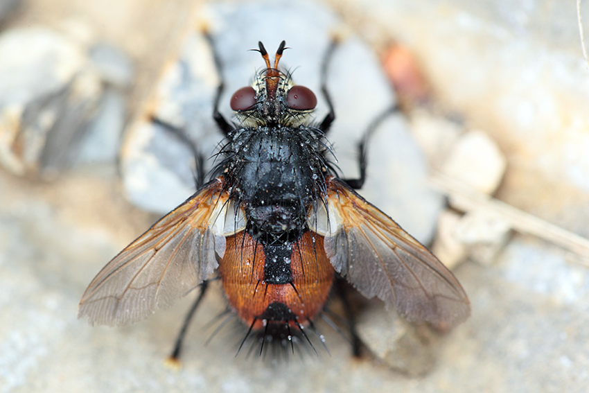 Tachinidae da determinare